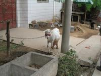 Xi'An - Chinesisches Dorf &ndash; &copy; Nicole Niendorf (Eberhardt TRAVEL)