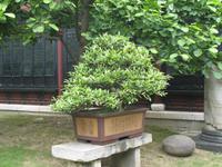 Bonsaigarten - Wuhan &ndash; &copy; Nicole Niendorf (Eberhardt TRAVEL)