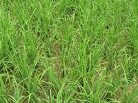 Reisfeld &ndash; &copy; Nicole Niendorf (Eberhardt TRAVEL)