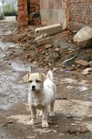 Besuch eines Dorfes nahe Xi'An