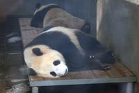 Panda im 7-Sterne-Park