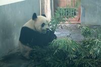Panda im 7-Sterne-Park