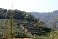 Besichtigung einer Teeplantage