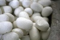 Besichtigung einer Seidenmanufaktur