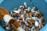 Besichtigung einer Seidenmanufaktur