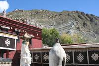 Kloster Nechung = Staatsorakel