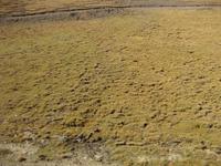 ... und nur noch Moos bedeckt die Erde