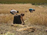 Tibetische Familie bei der Ernte