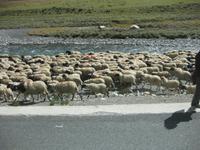 ... eine Schafherde am Straßenrand