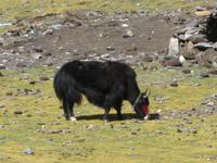 Yak