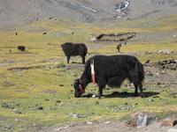 Yaks am Kharola Pass