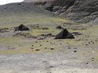 Nomadenzelte am Kharola Pass