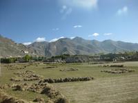 Kornfeld bei Gyantse