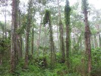 Am Morgen im Chitwan-Nationalpark
