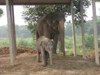 Die Elefantenstation