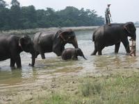 Die Elefanten sind jetzt wieder sauber