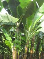 Bananen-Plantage