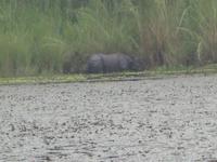 Jeep-Safari durch den Chitwan-Nationalpark - Nashorn auf der anderen Seite des Flusses