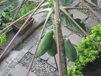 ... und trägt Früchte