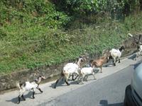 Ziegen am Straßenrand