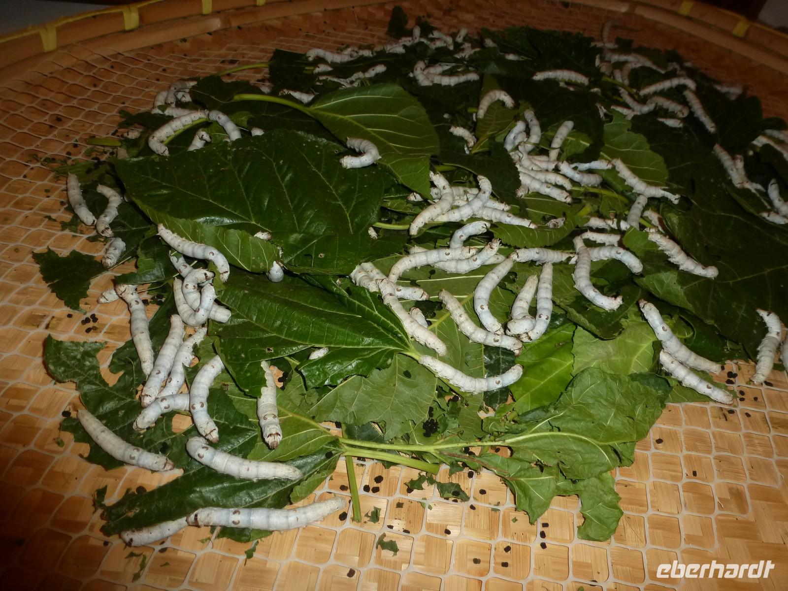 273 Seidenraupen