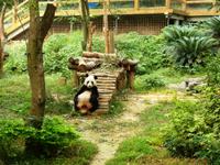 348 Pandabär im Siebensterne-Park