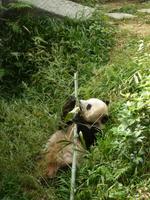 349 Pandabär beim Fressen