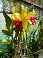 367 Im Orchideen-Park