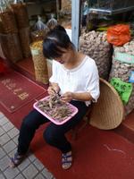 376 Seepferdchen müssen dran glauben