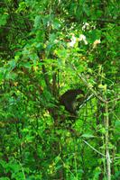 554 Im Chitwan Nationalpark