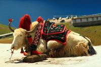 248  In den Bergen Tibets