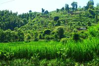 443 Auf dem Weg nach Pokhara