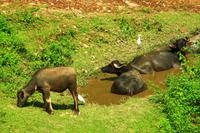 516 Wanderung in Pokhara