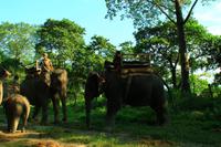 535 Im Chitwan Nationalpark