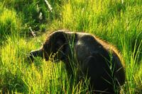 539 Im Chitwan Nationalpark (2)