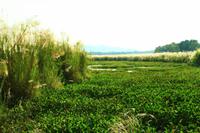 541 Im Chitwan Nationalpark