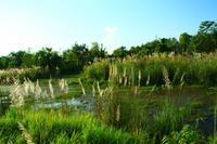 544 Im Chitwan Nationalpark