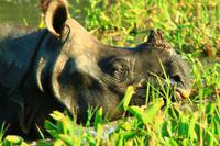 545 Im Chitwan Nationalpark