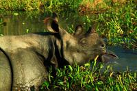547 Im Chitwan Nationalpark