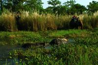549 Im Chitwan Nationalpark