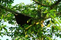 550 Im Chitwan Nationalpark