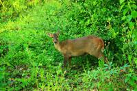 551 Im Chitwan Nationalpark