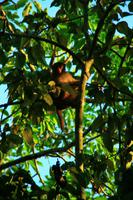 553 Im Chitwan Nationalpark