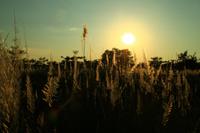 557 Im Chitwan Nationalpark