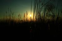 558 Im Chitwan Nationalpark