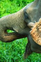 561 Im Chitwan Nationalpark