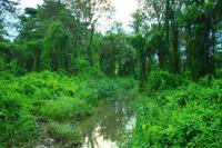 569 Im Chitwan Nationalpark