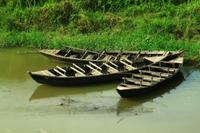 583 Im Chitwan Nationalpark