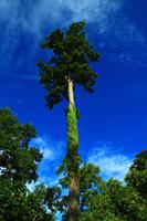 584 Im Chitwan Nationalpark