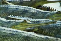 587 Im Chitwan Nationalpark